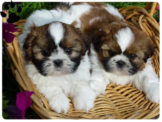 Cliquez pour agrandir