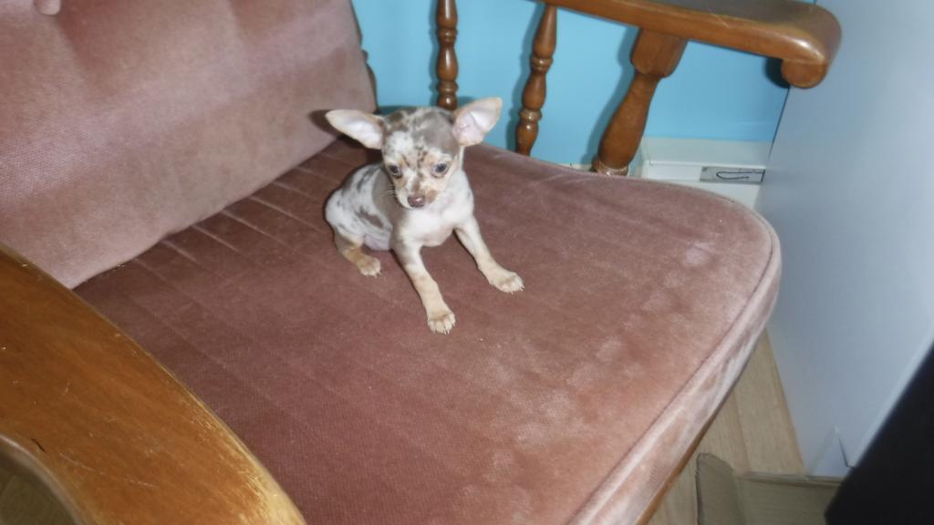 Cliquez pour agrandir