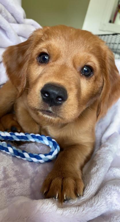 Cliquez pour agrandir