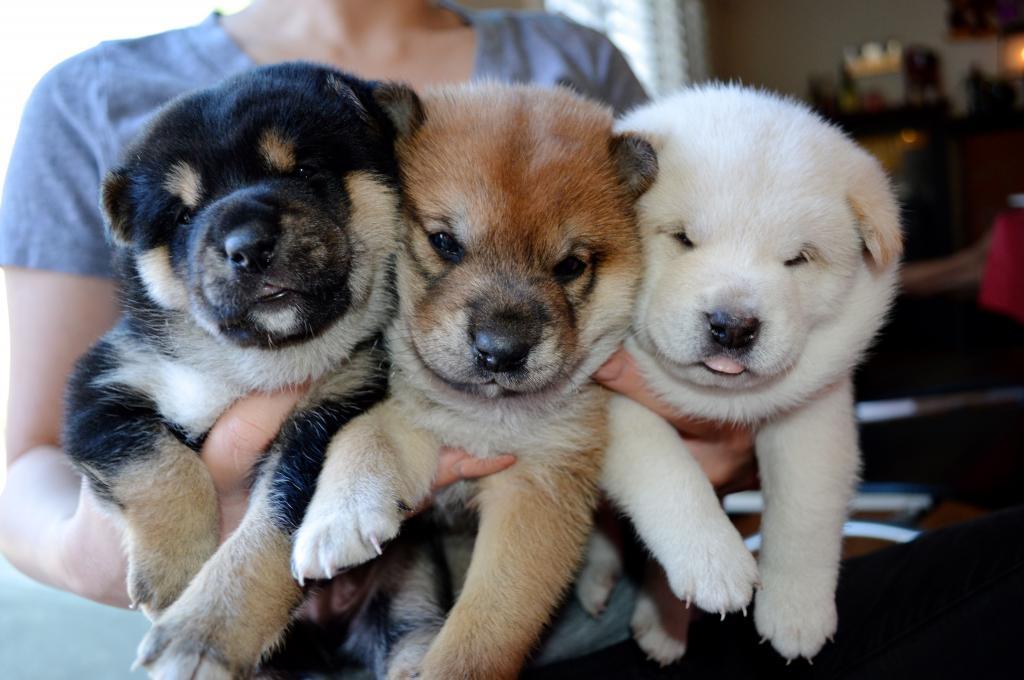 Cliquez pour agrandir