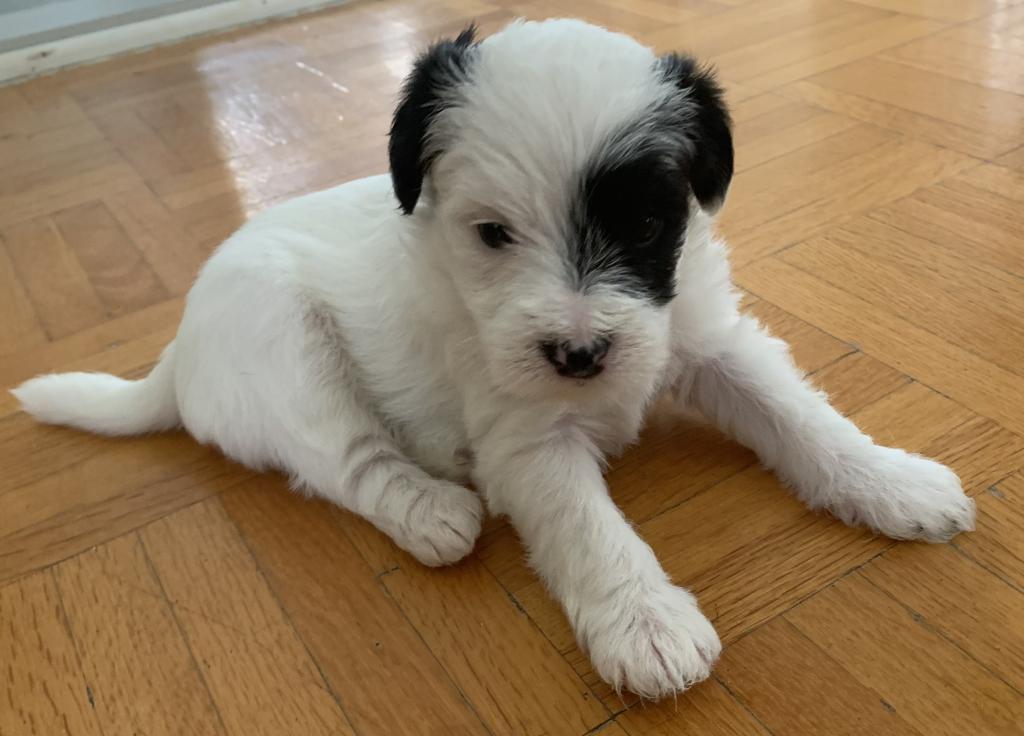 Cliquez pour agrandir