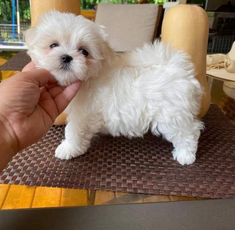 Cliquez pour agrandir