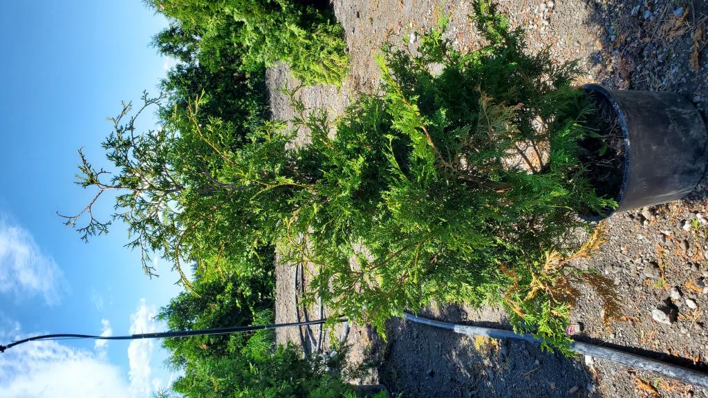 Cliquez pour agrandir