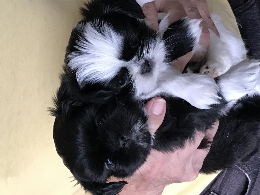 Annonce Chiens Annonce Chiens à vendre au Québec