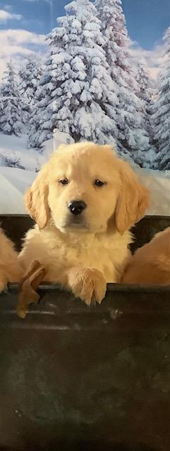 Cliquez pour agrandir