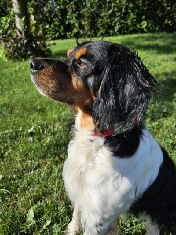 Cliquez pour agrandir