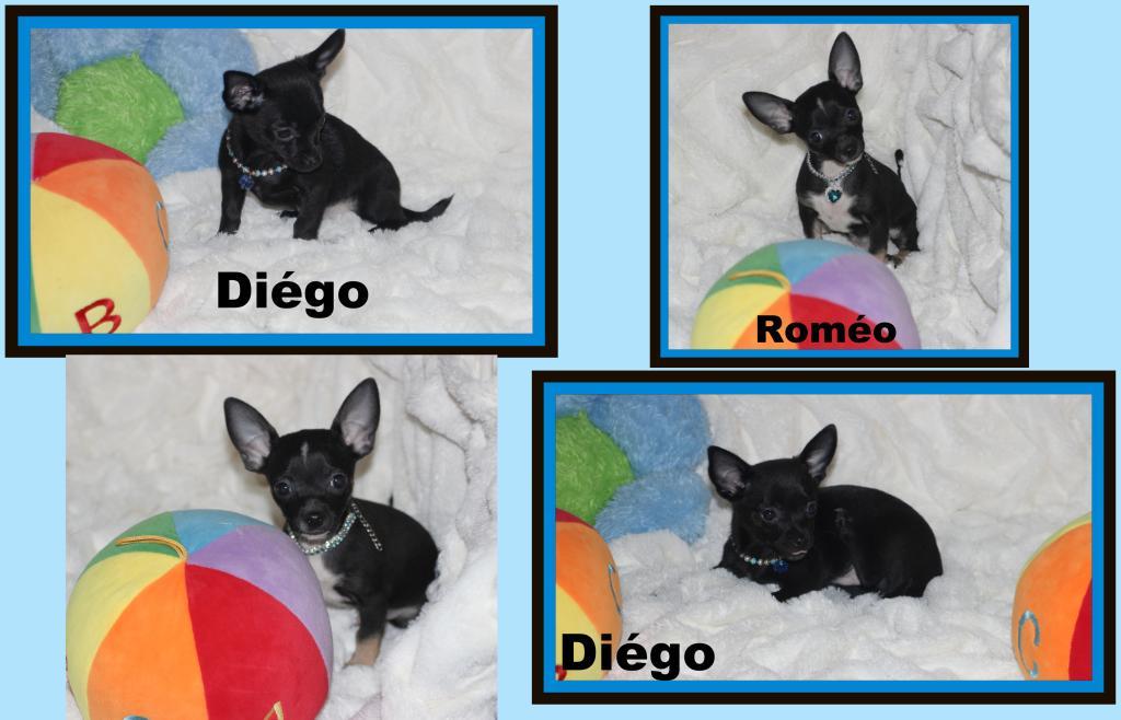 Cliquez pour agrandir