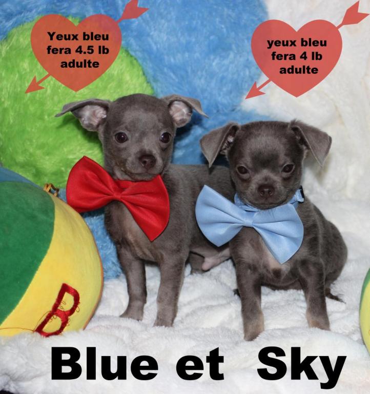 Cliquez pour agrandir