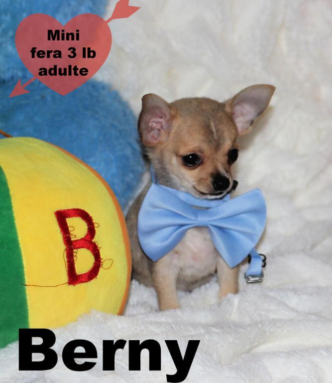 Cliquez pour agrandir