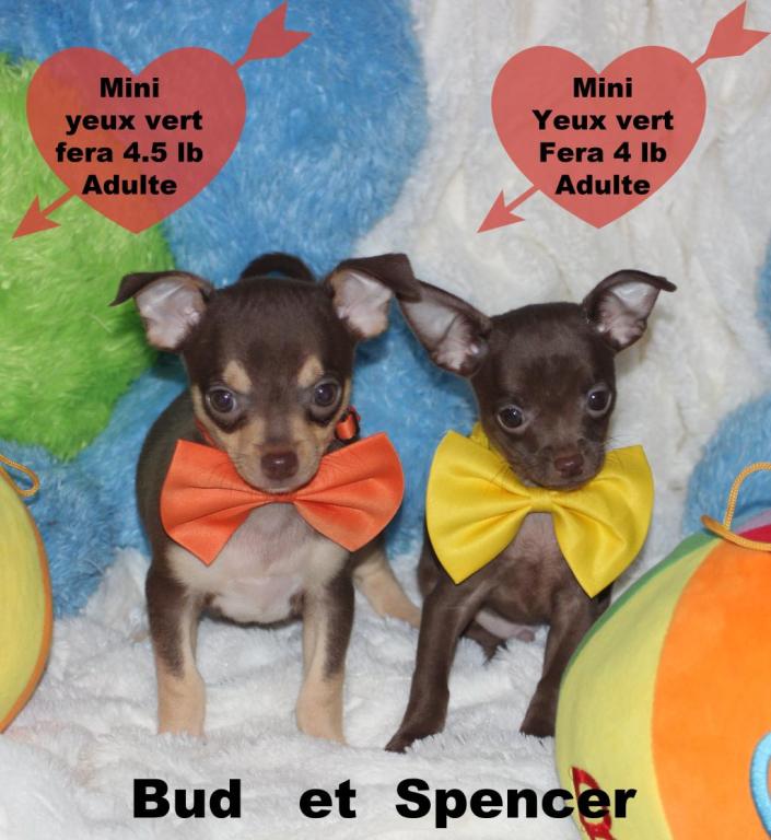 Cliquez pour agrandir