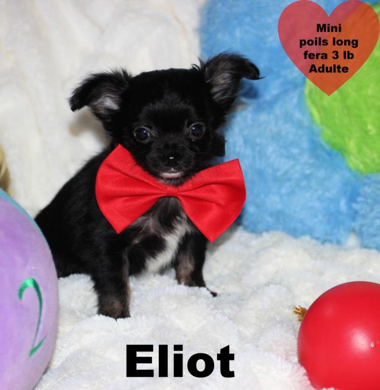 Cliquez pour agrandir