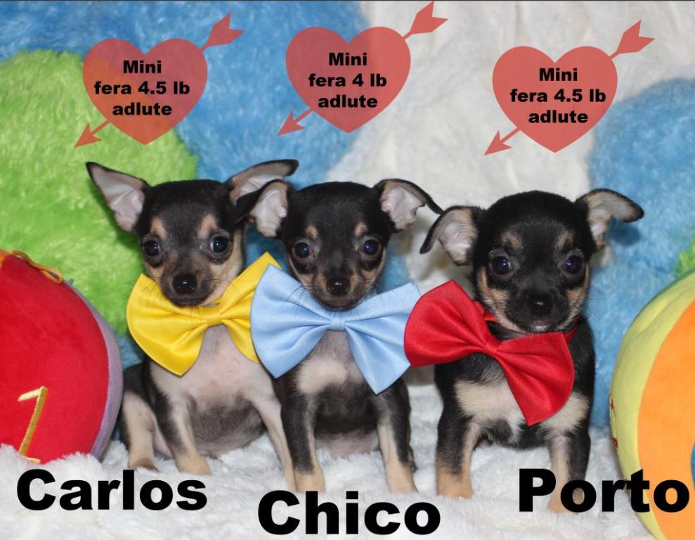 Cliquez pour agrandir