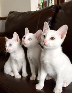 Adorable chatons Khao Manee de 03 mois 