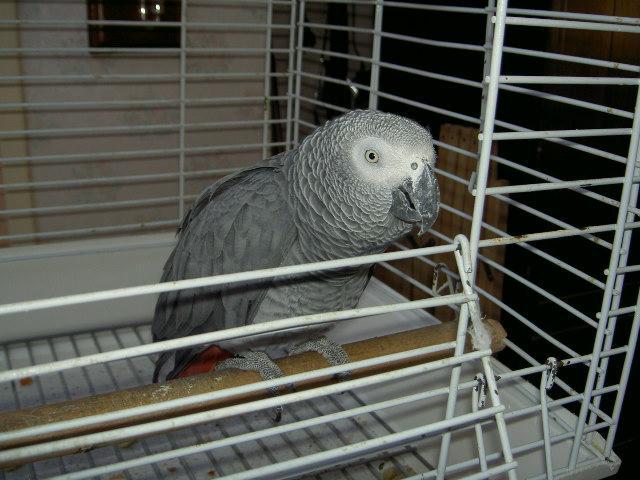 Perroquet gris du Gabon 1 an + cage à donner