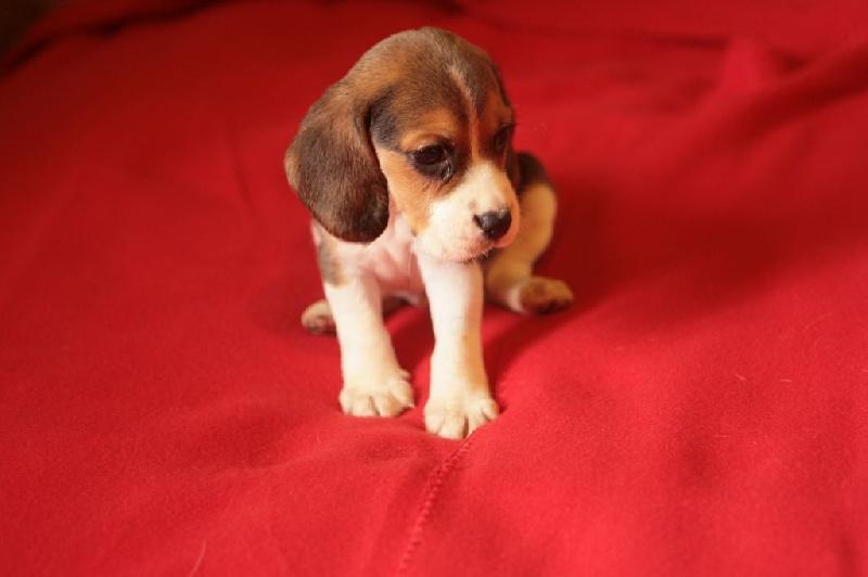 Magnifique chiot beagle femelle