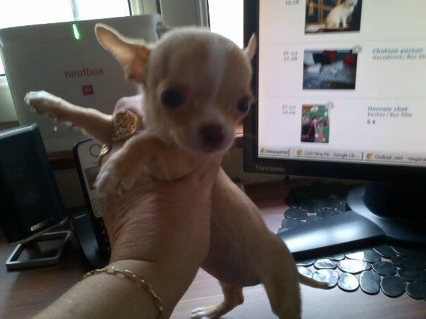 Chiot Chihuahua femelle poil court.