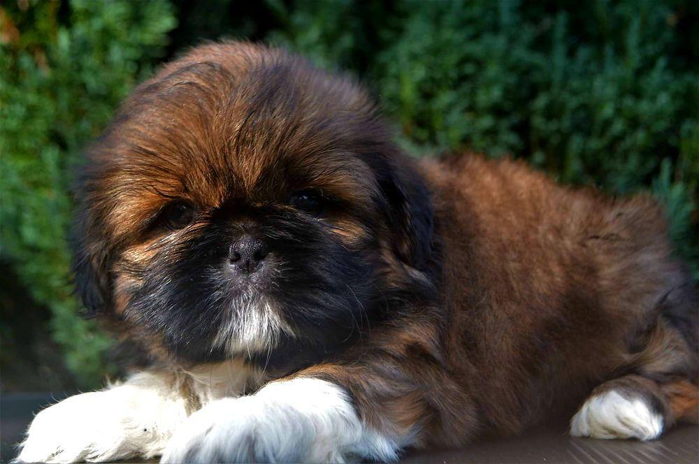 Photos Magnifique chiot Shih Tzu a donner Chiens Photos Magnifique chiot Shih Tzu a donner Chiens