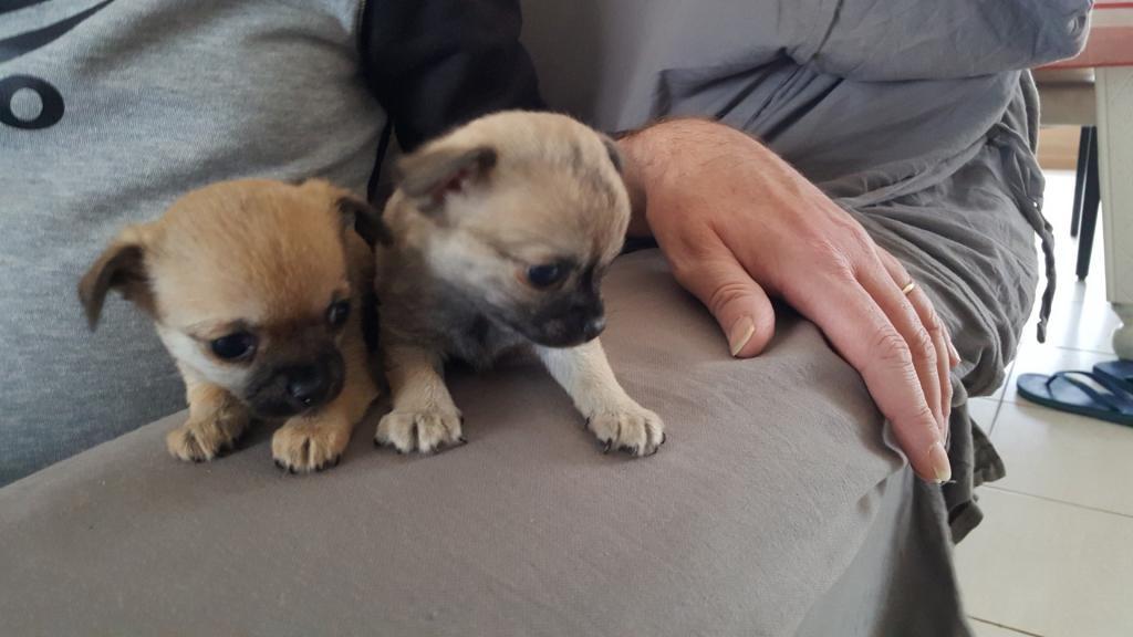 Pour recherche chien à vendre Gatineau Recherche chiot a donner et a