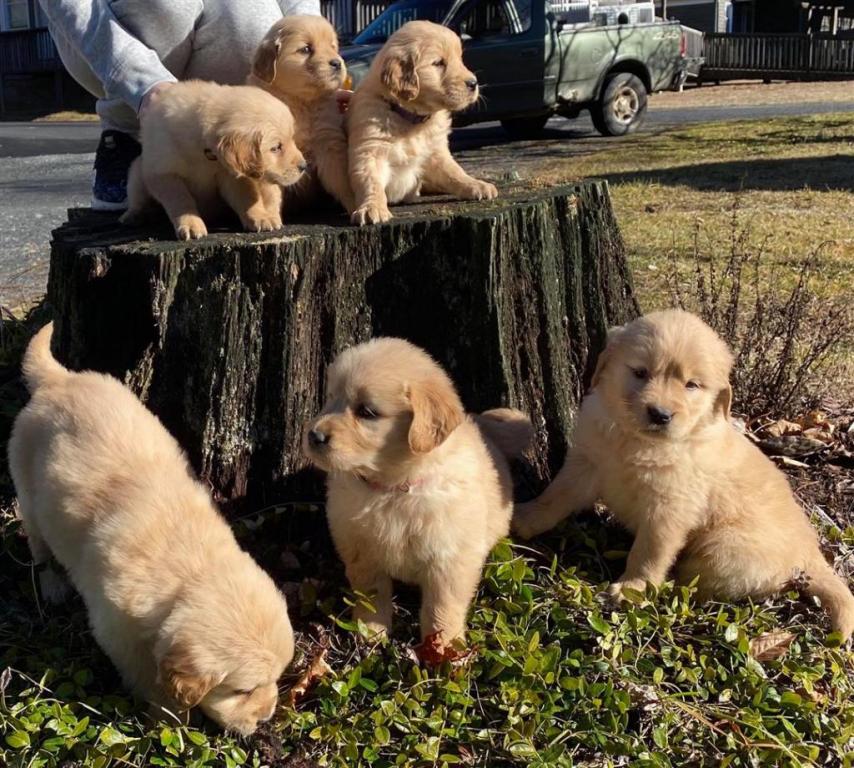 Annonce Chiens Annonce Chiens à vendre au Québec